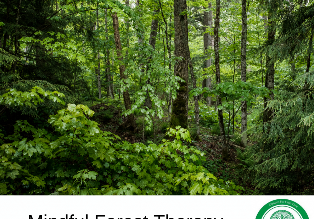 Mindful Forest Therapy for those with Alzheimer’s.